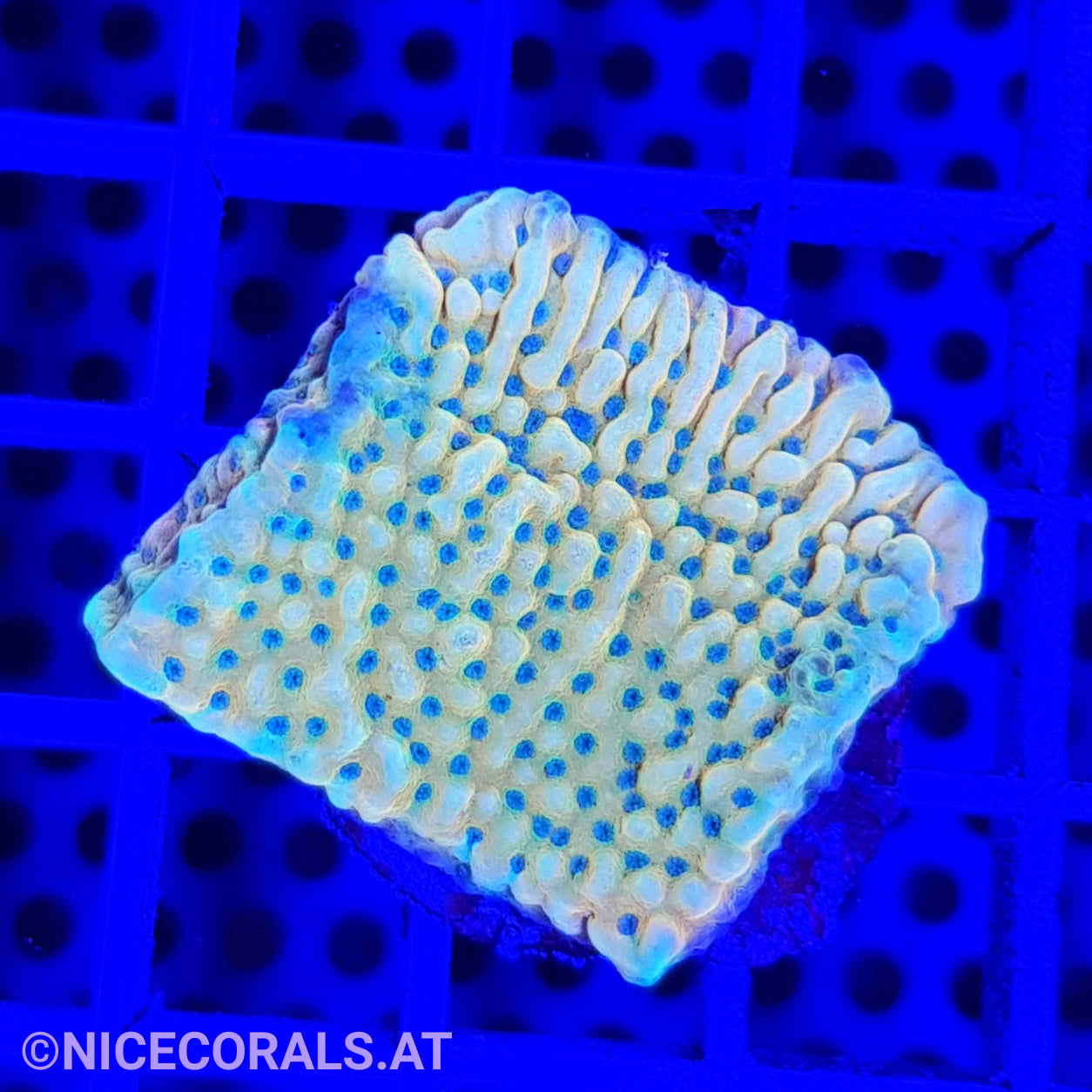 Montipora