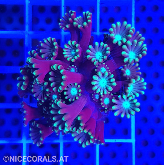 Alveopora