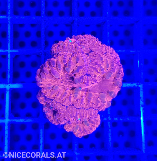 Blastomussa