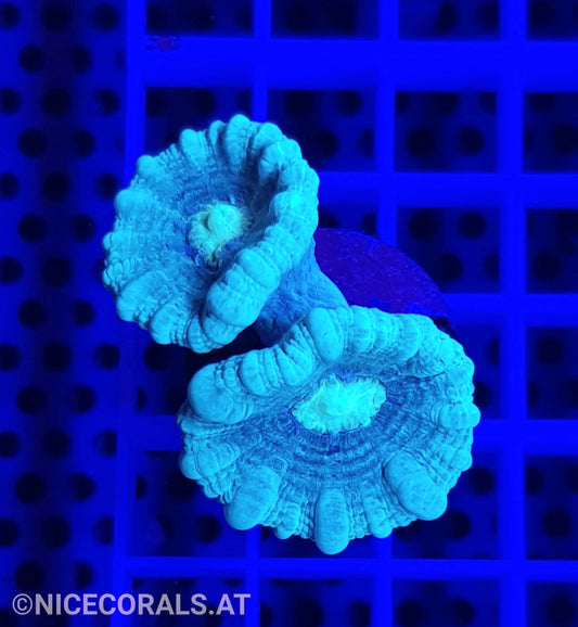 Caulastrea