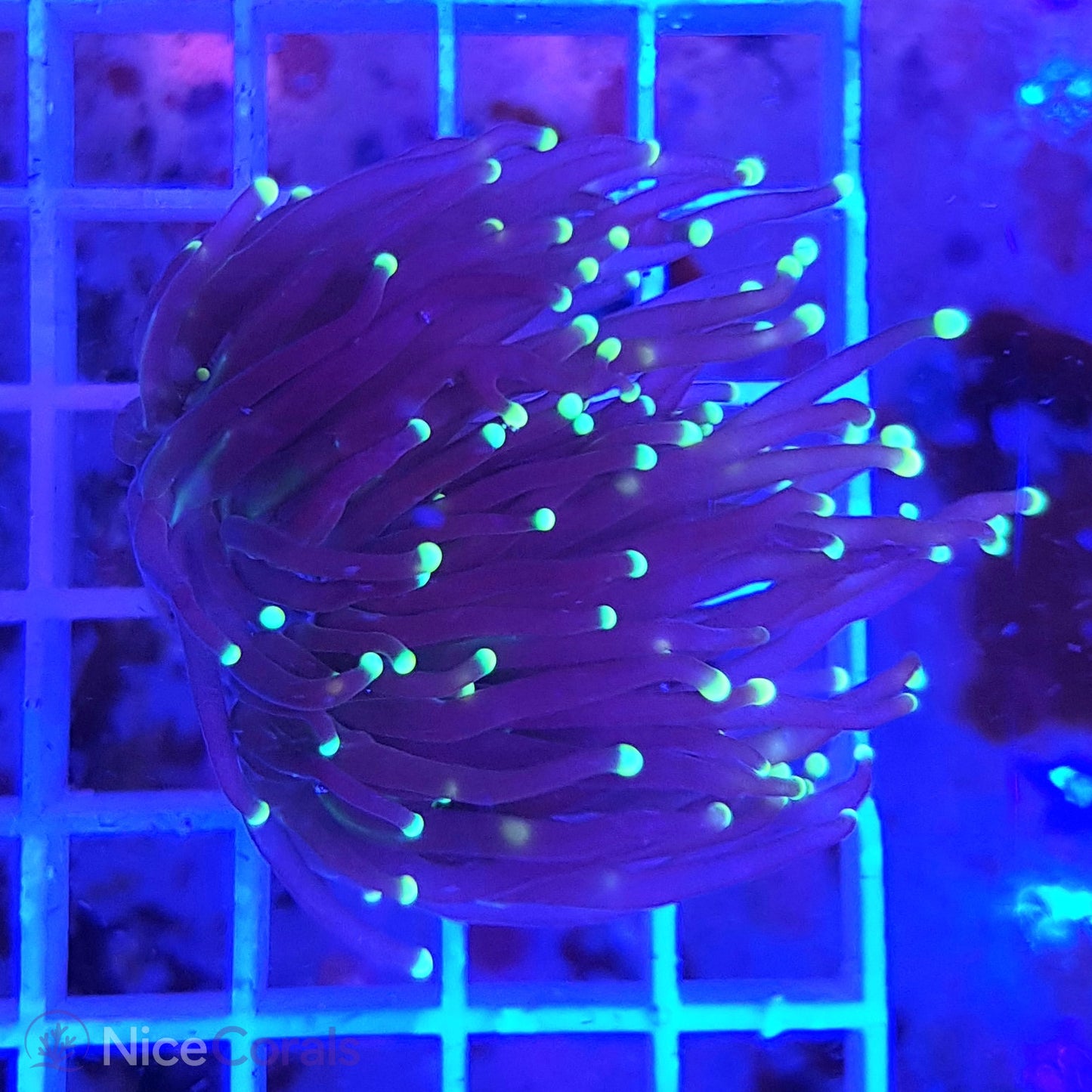 Euphyllia Black Torch