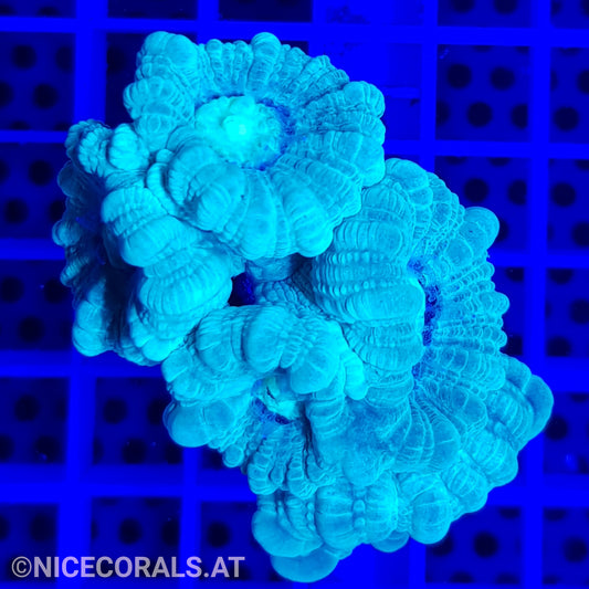 Caulastrea