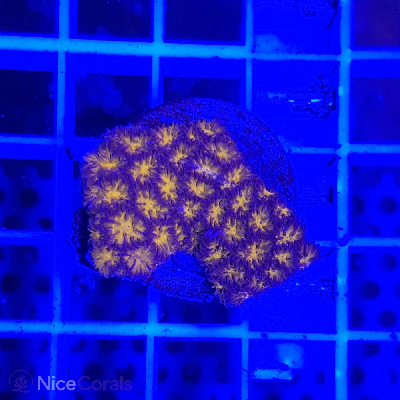 Leptastrea