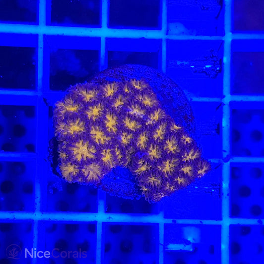 Leptastrea