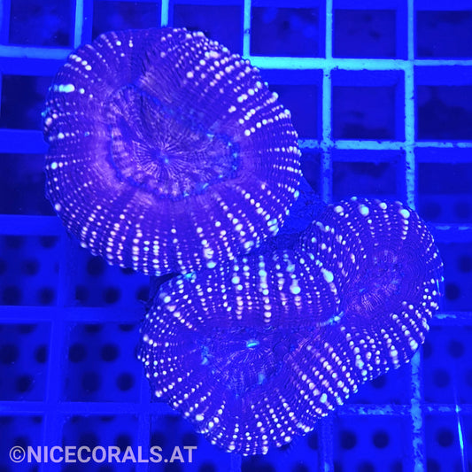 Lobophyllia