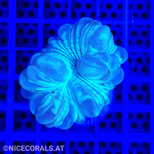 Nemenzophyllia