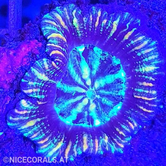 Acanthastrea maxima