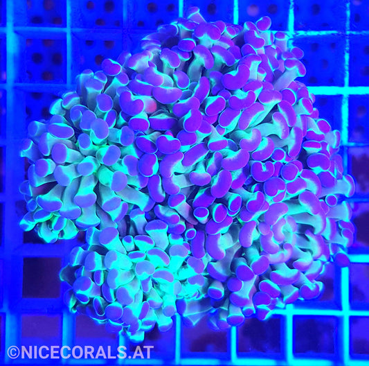 Euphyllia Paraancora