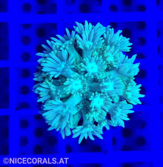 Goniopora