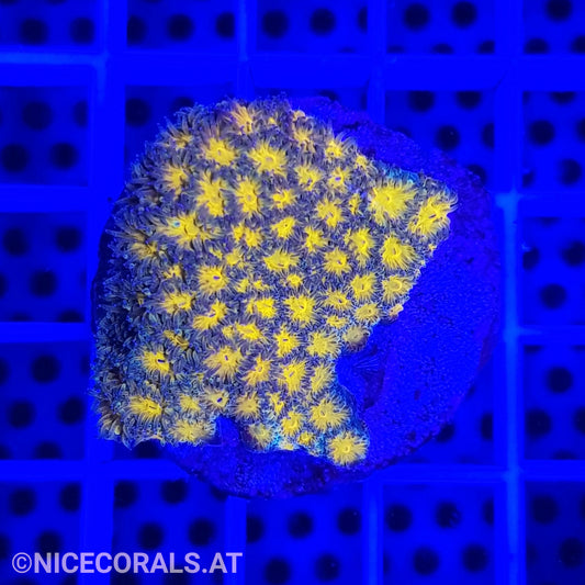 Leptastrea