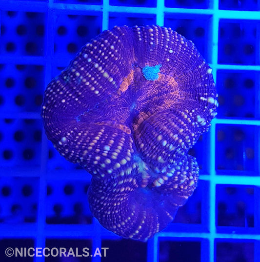 Lobophyllia