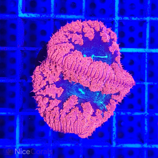 Blastomussa