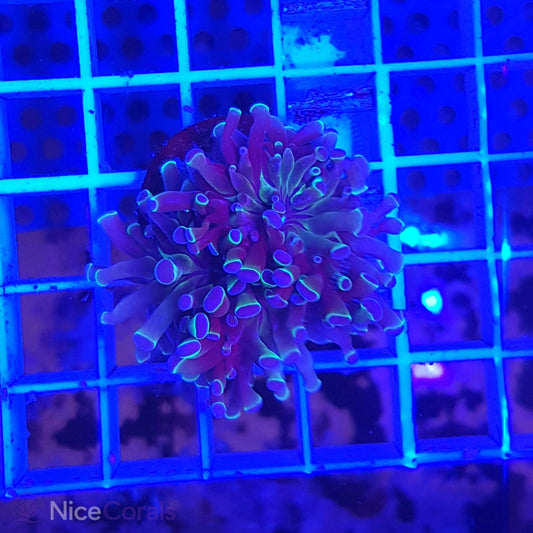 Euphyllia paraancora