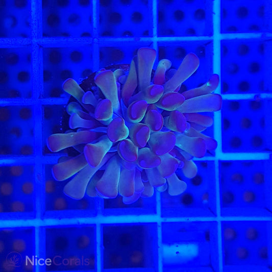 Euphyllia paraancora