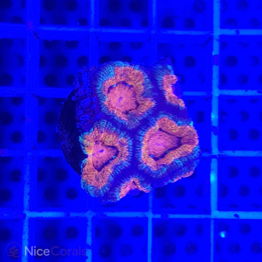 Acanthastrea