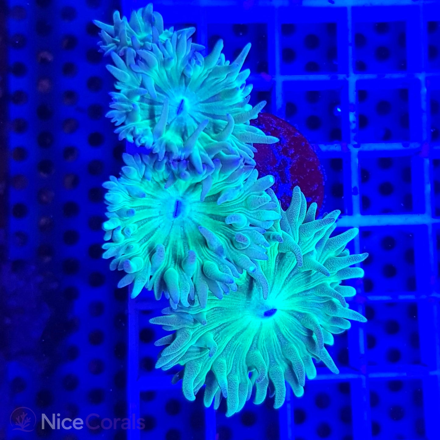 Duncanopsammia