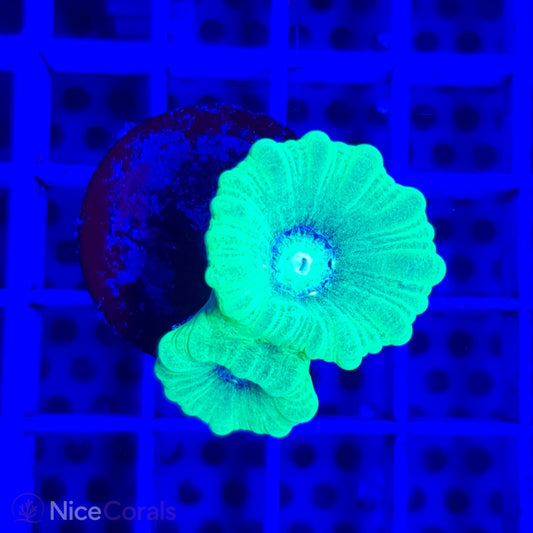 Caulastrea