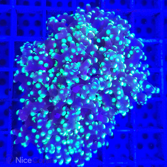 Euphyllia paradivisa