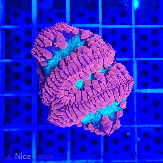 Blastomussa