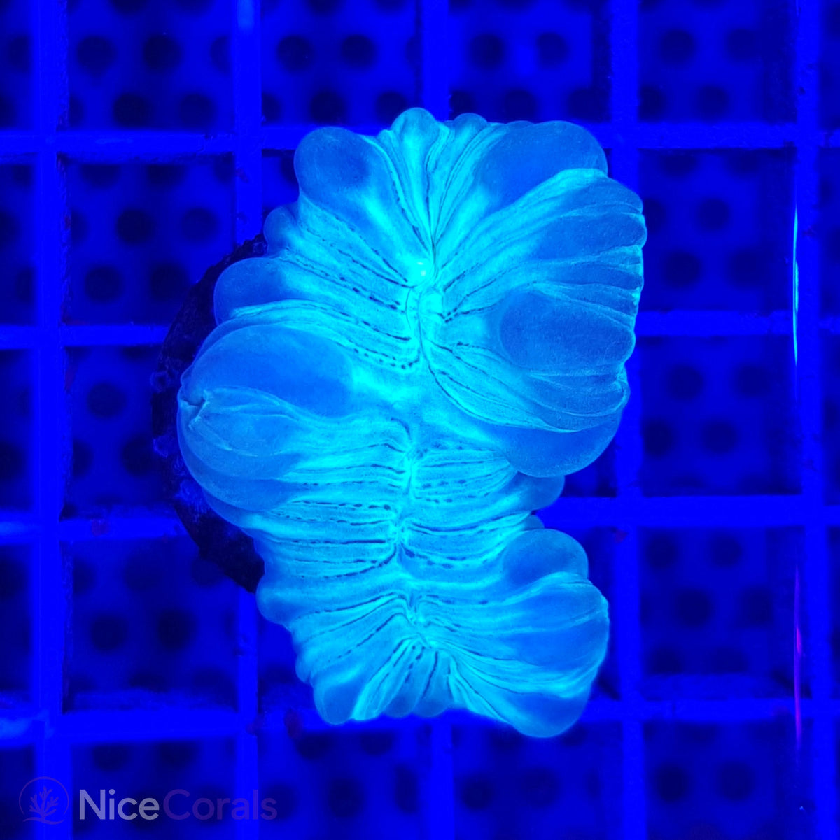 Nemenzophyllia