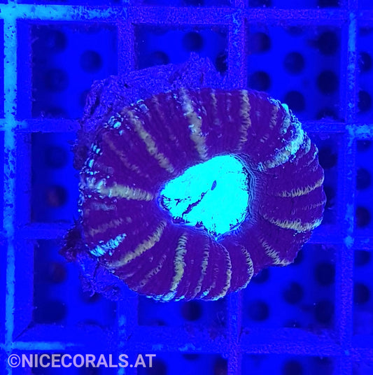 Acanthastrea maxima