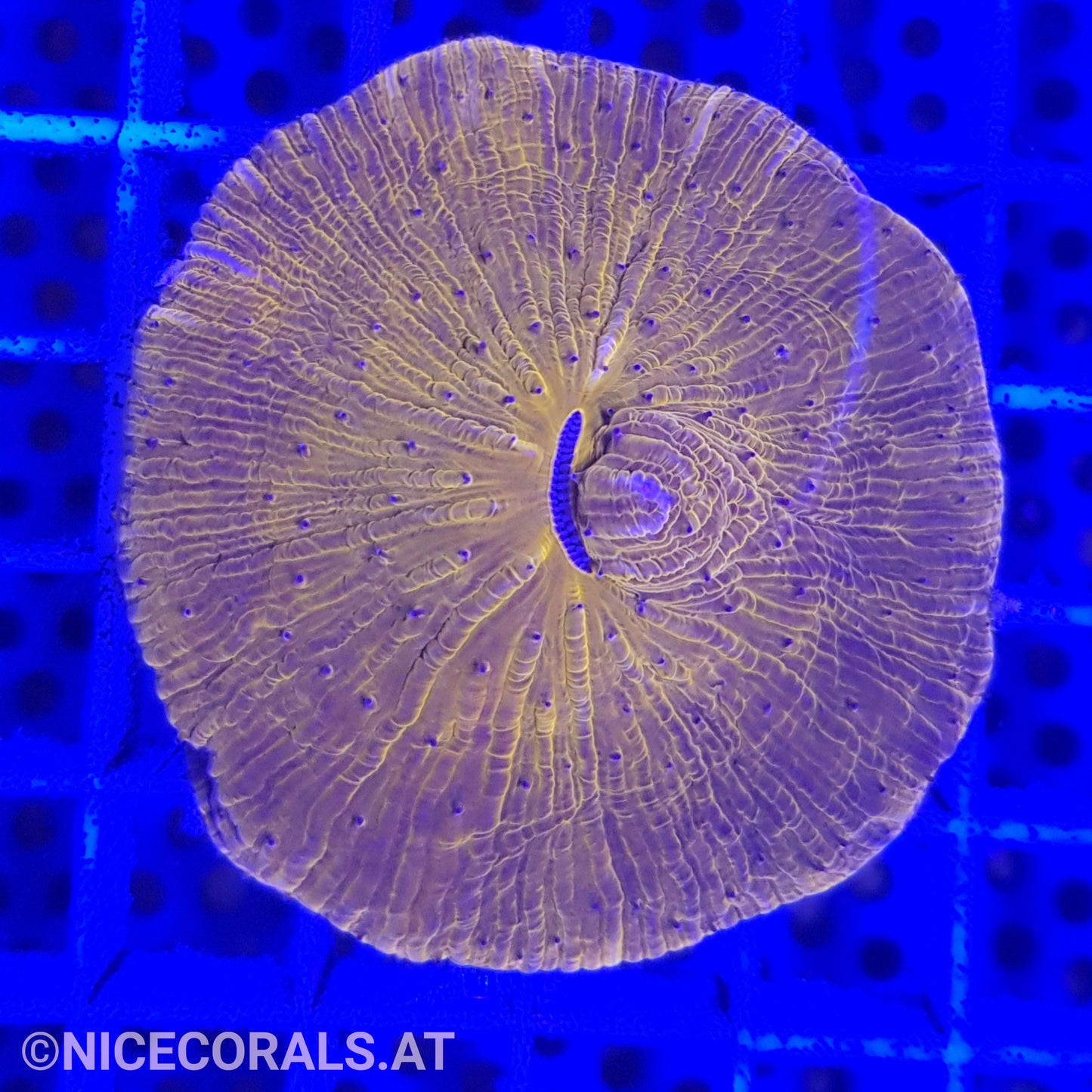 Cycloseris