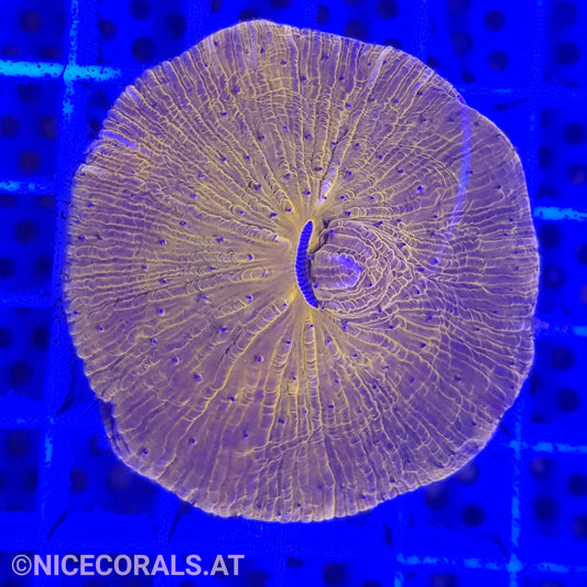 Cycloseris