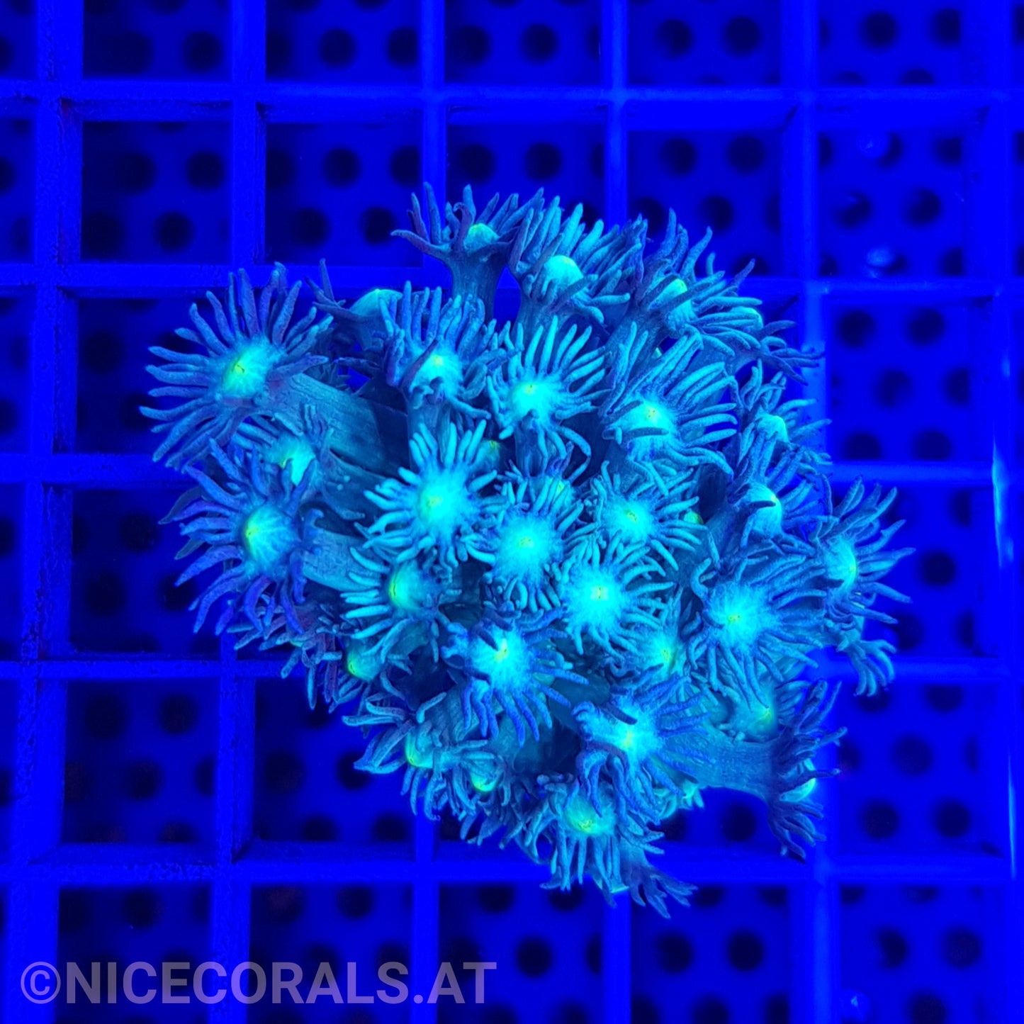 Goniopora