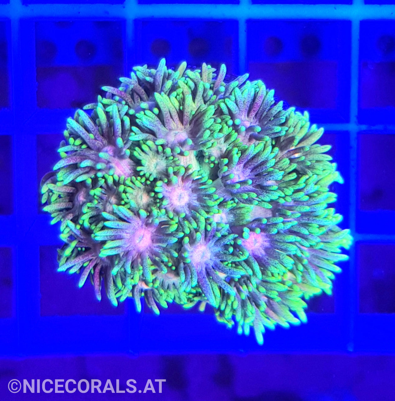 Goniopora