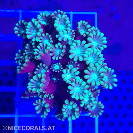 Alveopora