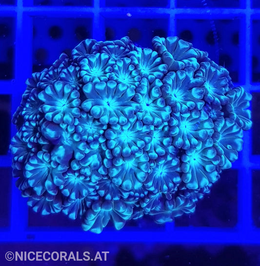 Alveopora