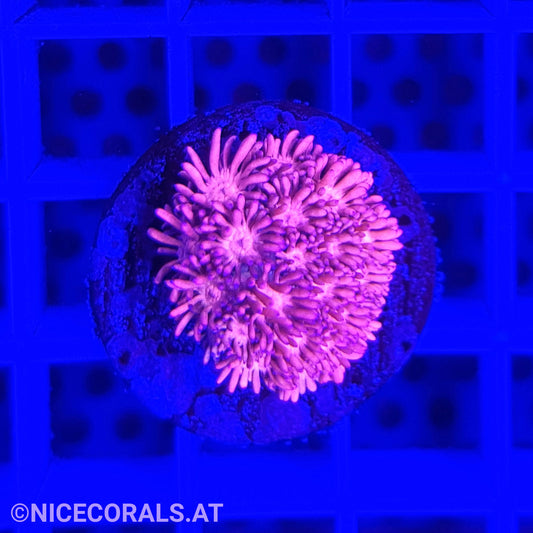 Goniopora