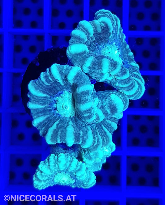 Caulastrea