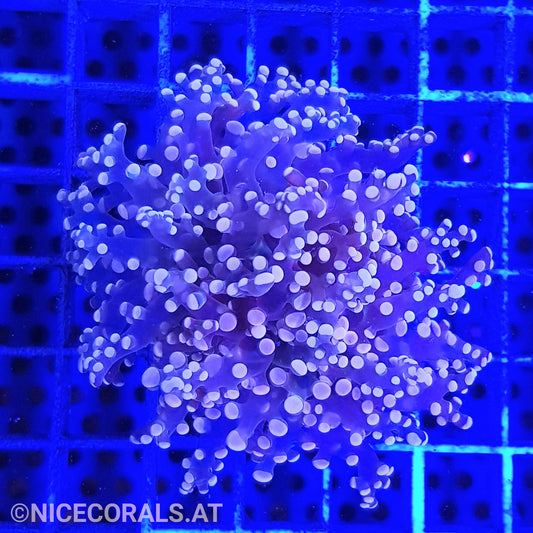 Euphyllia Paradivisa
