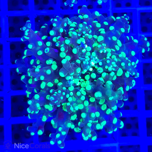 Euphyllia paradivisa
