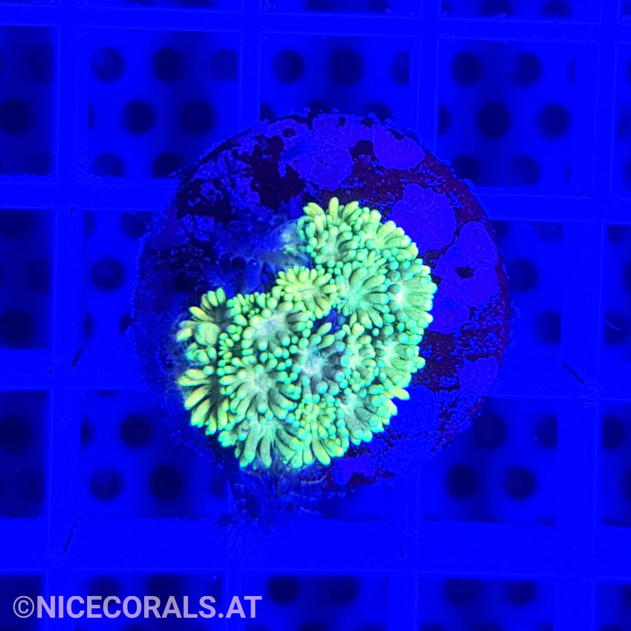 Goniopora