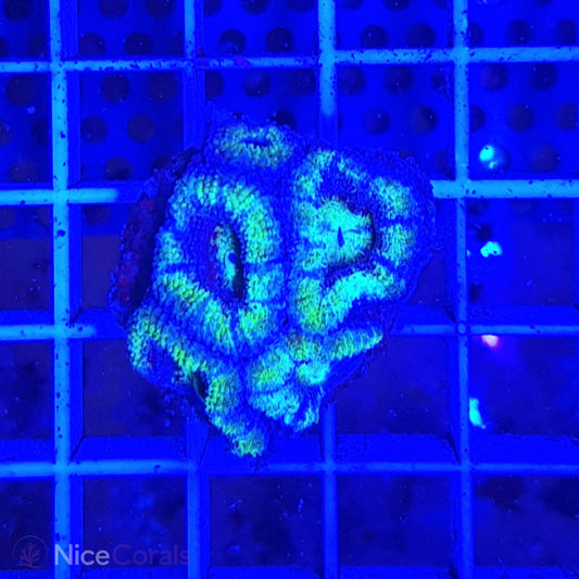 Acanthastrea