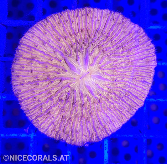 Cycloseris