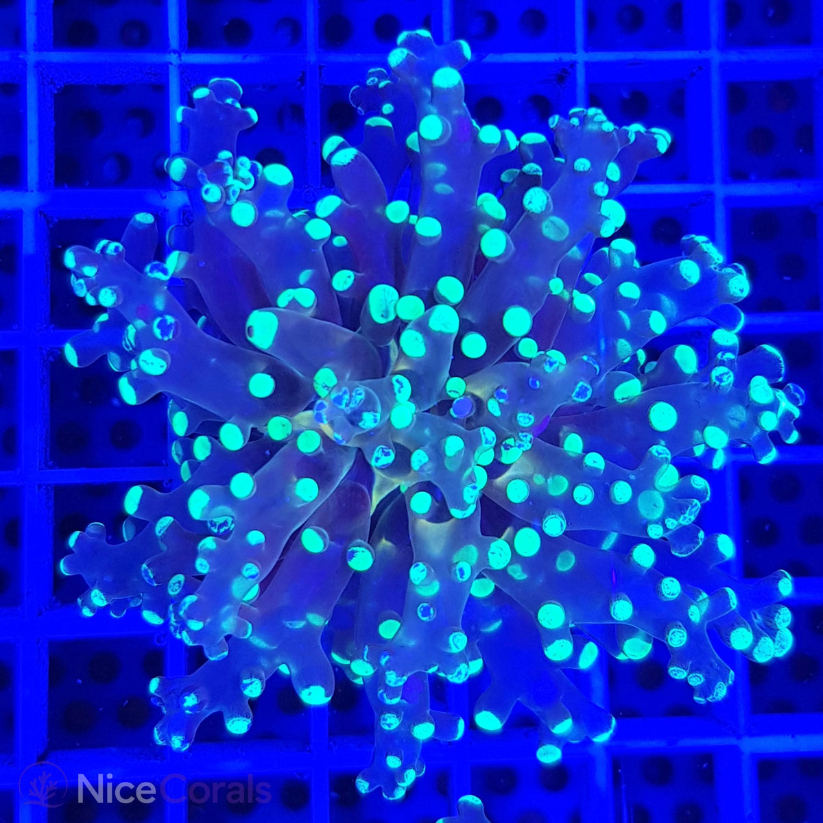 Euphyllia paradivisa