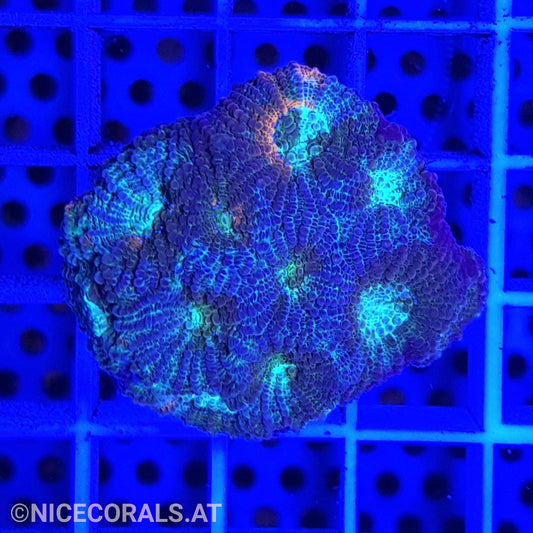 Acanthastrea