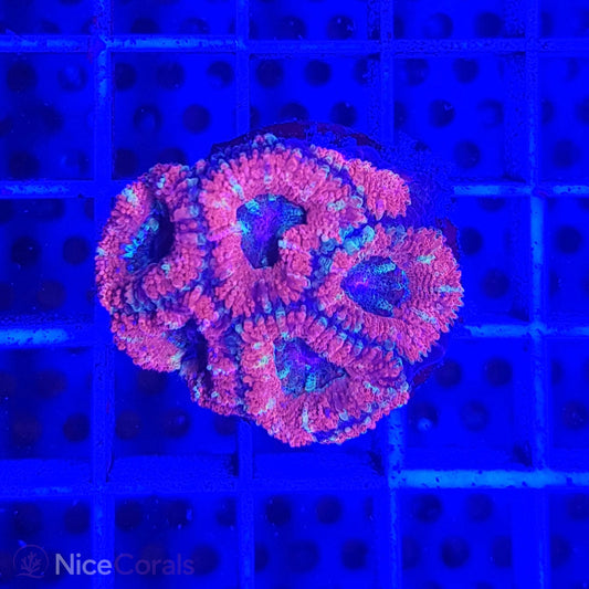 Acanthastrea