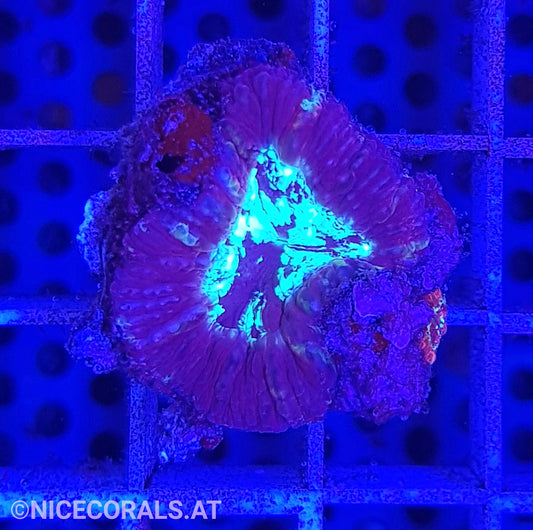 Acanthastrea maxima