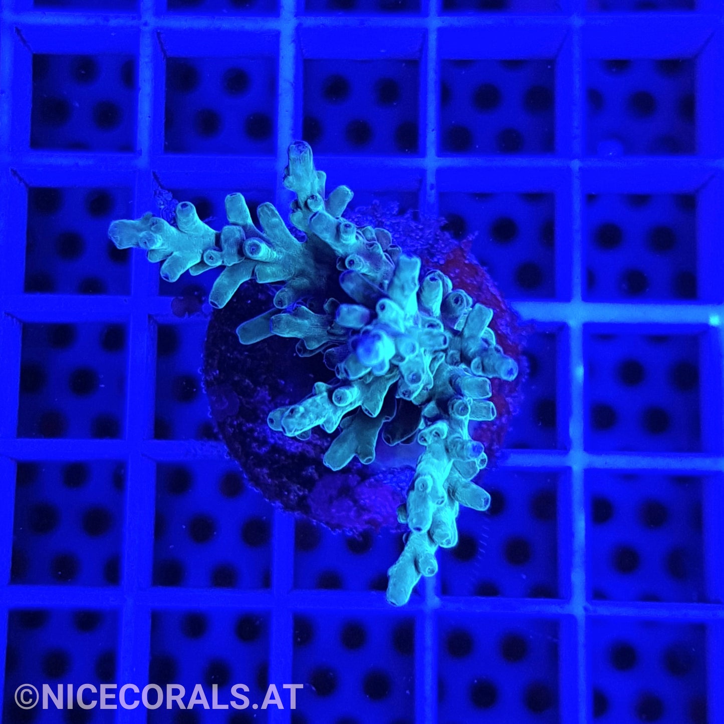 Acropora