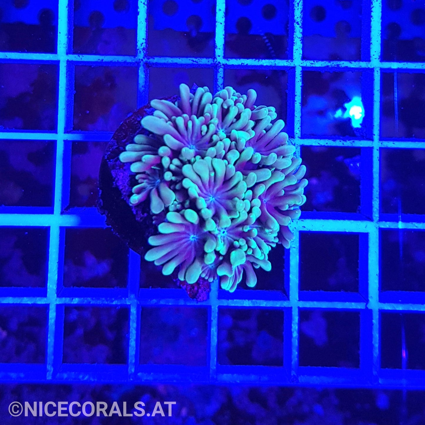 Alveopora