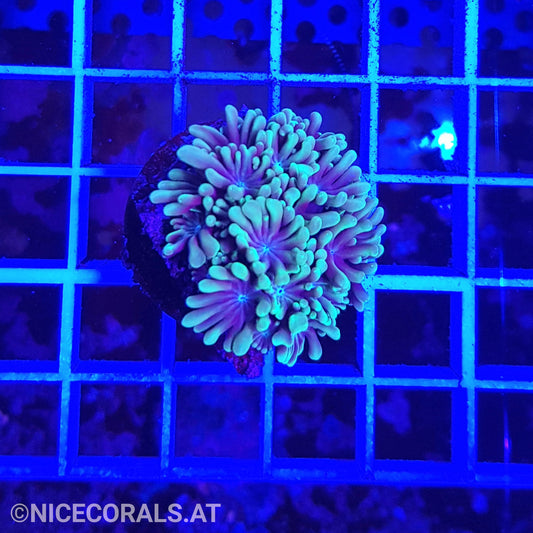 Alveopora