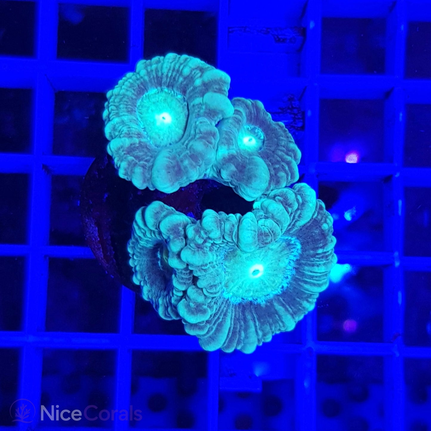 Caulastrea
