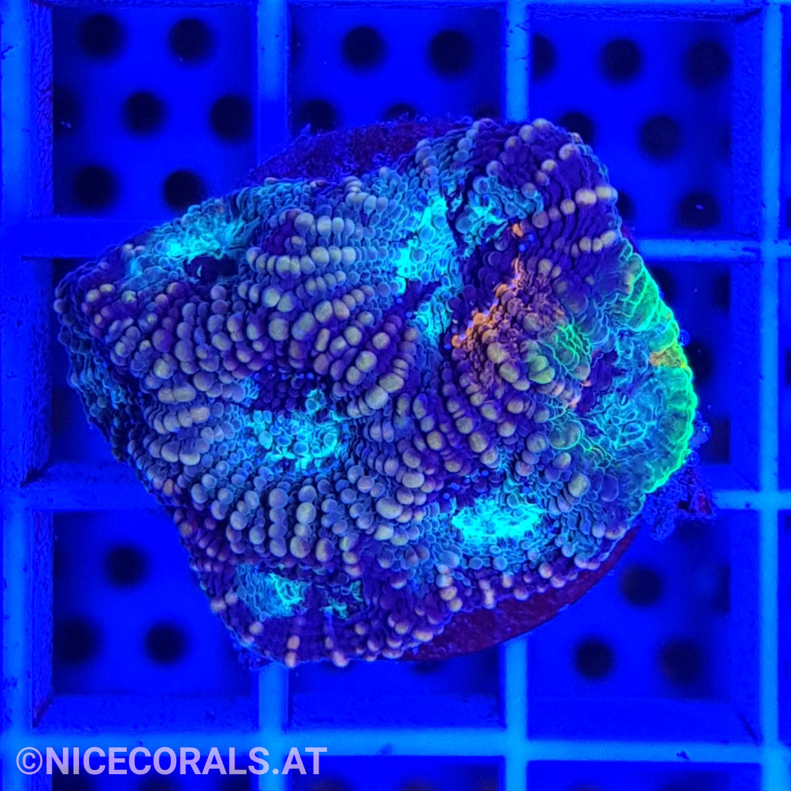 Acanthastrea