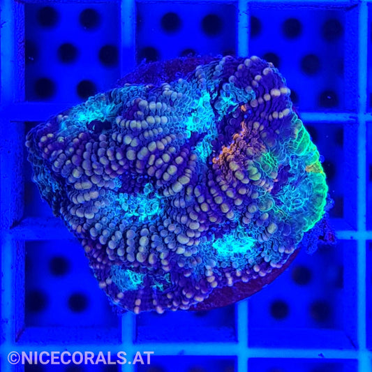 Acanthastrea