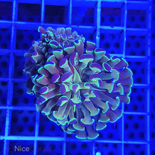 Euphyllia paraancora