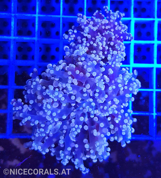 Euphyllia Paradivisa